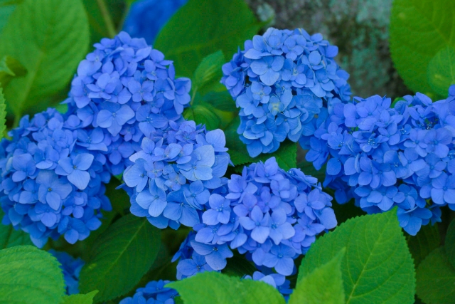 梅雨のあじさい（hydrangea）